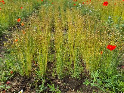 Click for 5 image(s) for this accession.